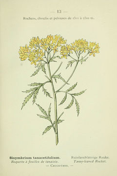 Image of <i>Descurainia tanacetifolia</i>