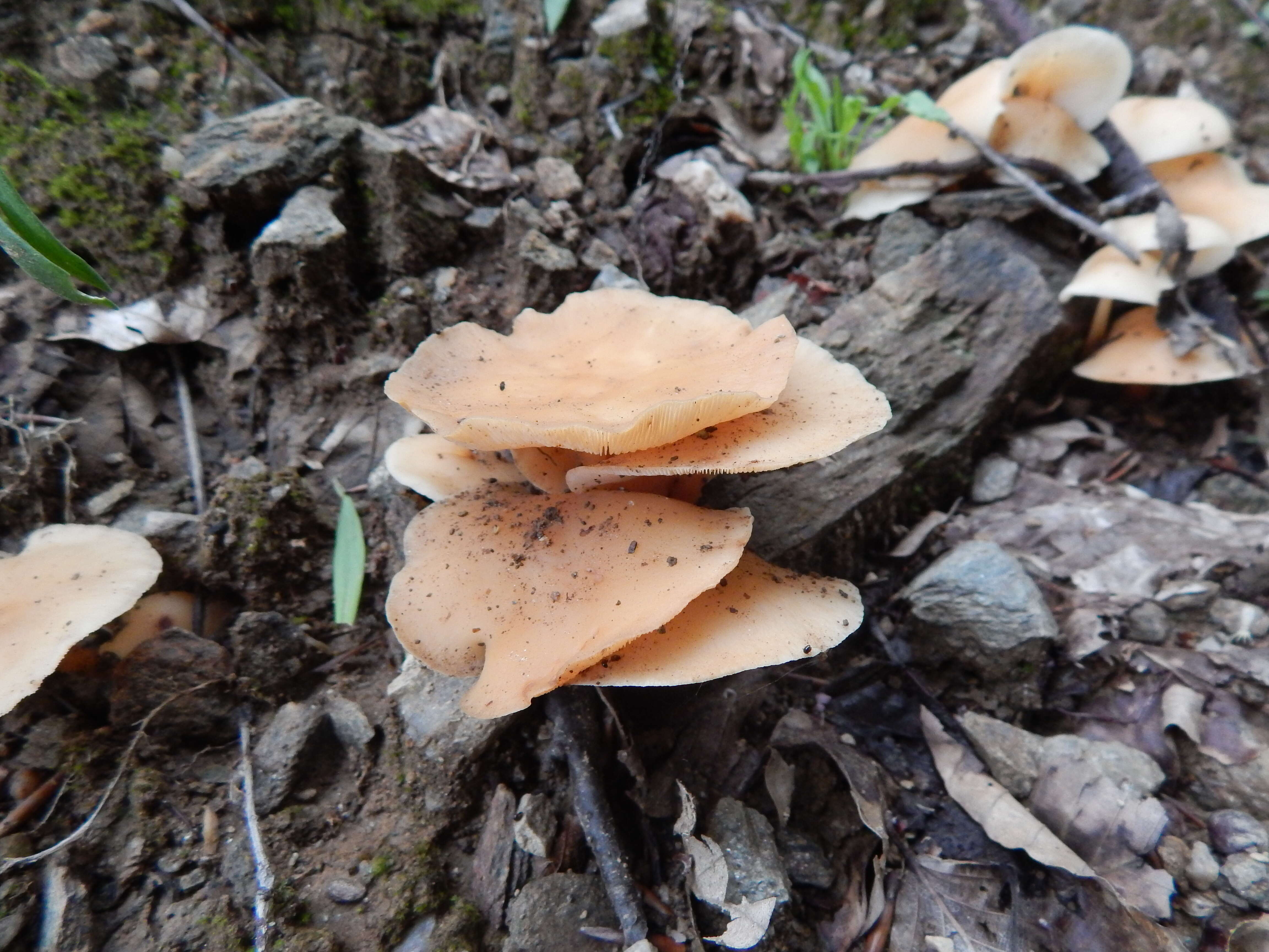 Слика од Clitocybe gibba (Pers.) P. Kumm. 1871