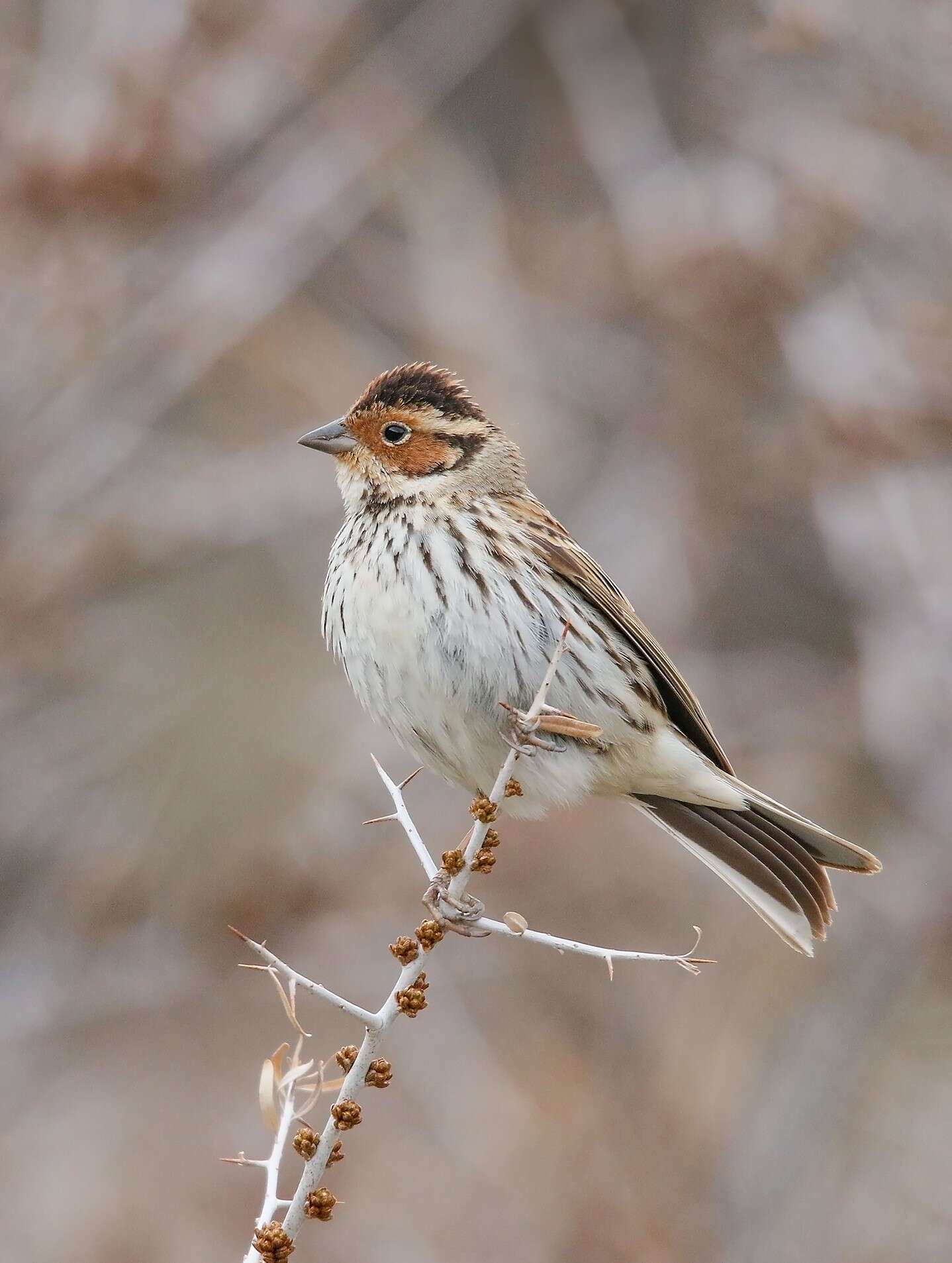 Image de Bruant nain