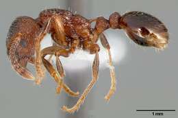 Image of Myrmica incompleta Provancher 1881