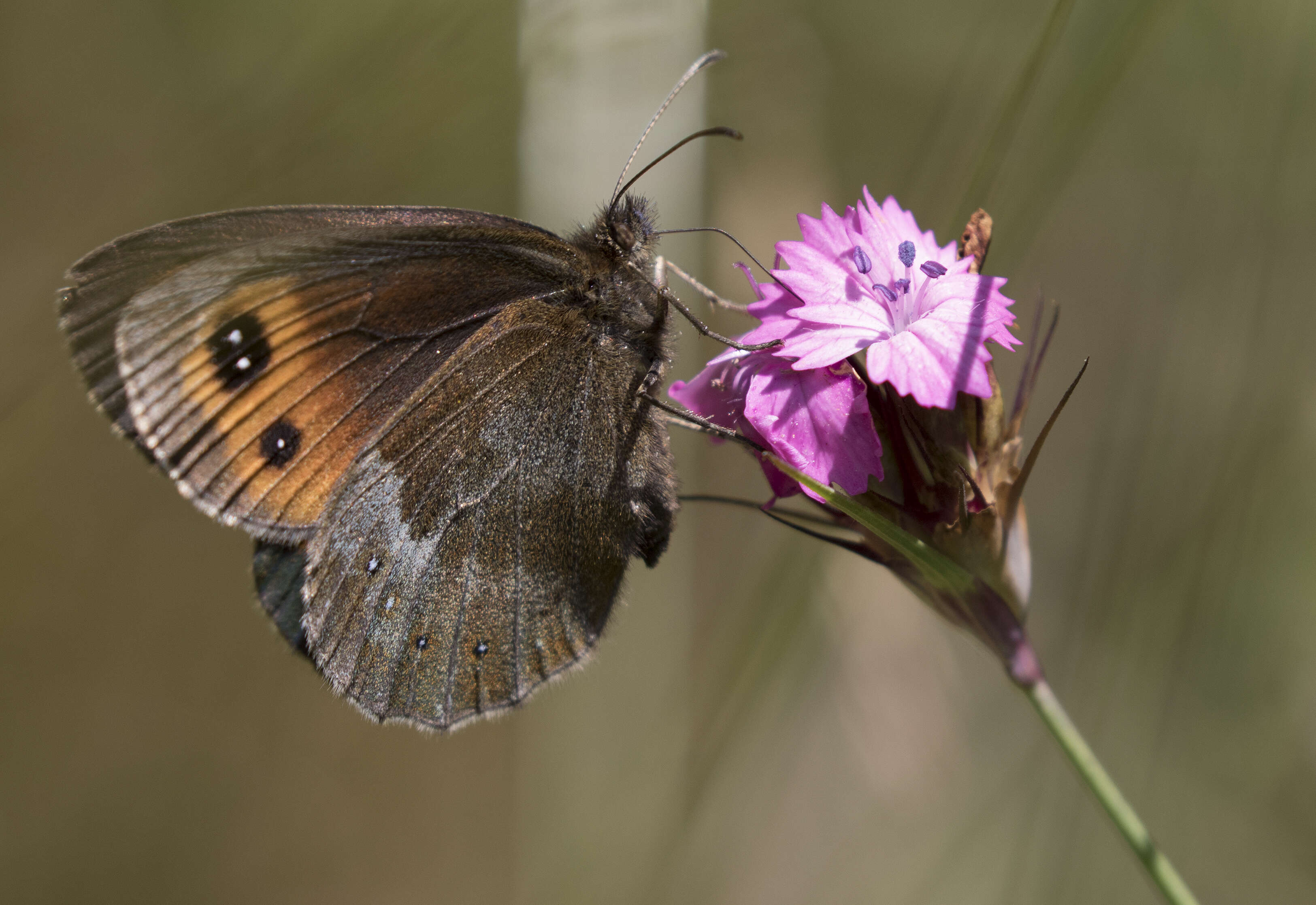 Image de moiré sylvicole