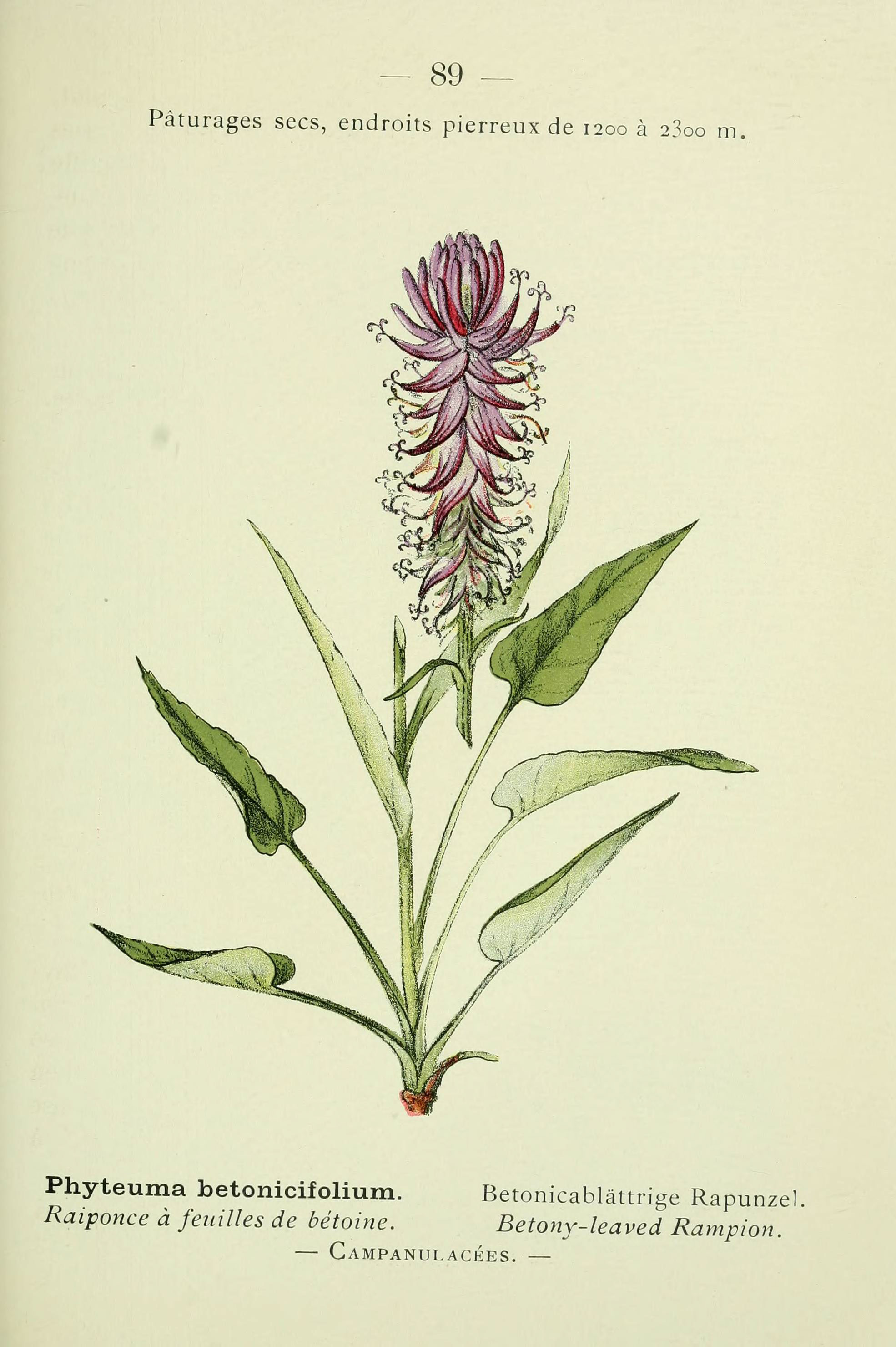 Phyteuma betonicifolium (rights holder: Biodiversity Heritage Library)