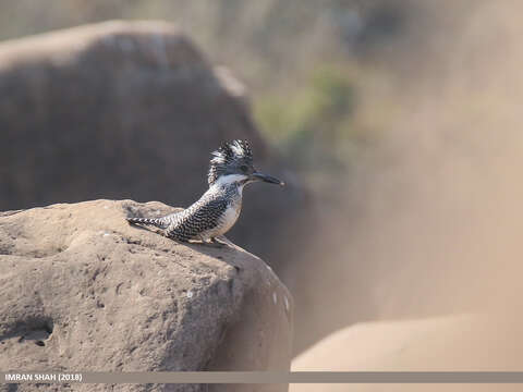 Image of Crested Kingfisher