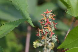 Sivun Ricinus kuva