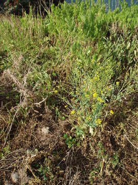 Imagem de Brassica rapa subsp. oleifera (DC.) Metzg.