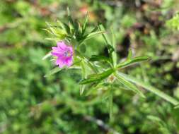 Image of cut-leaved cranesbill