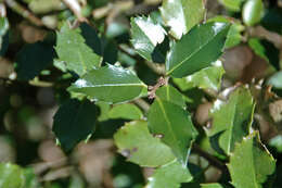 Image of English holly