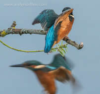 Image of Common Kingfisher