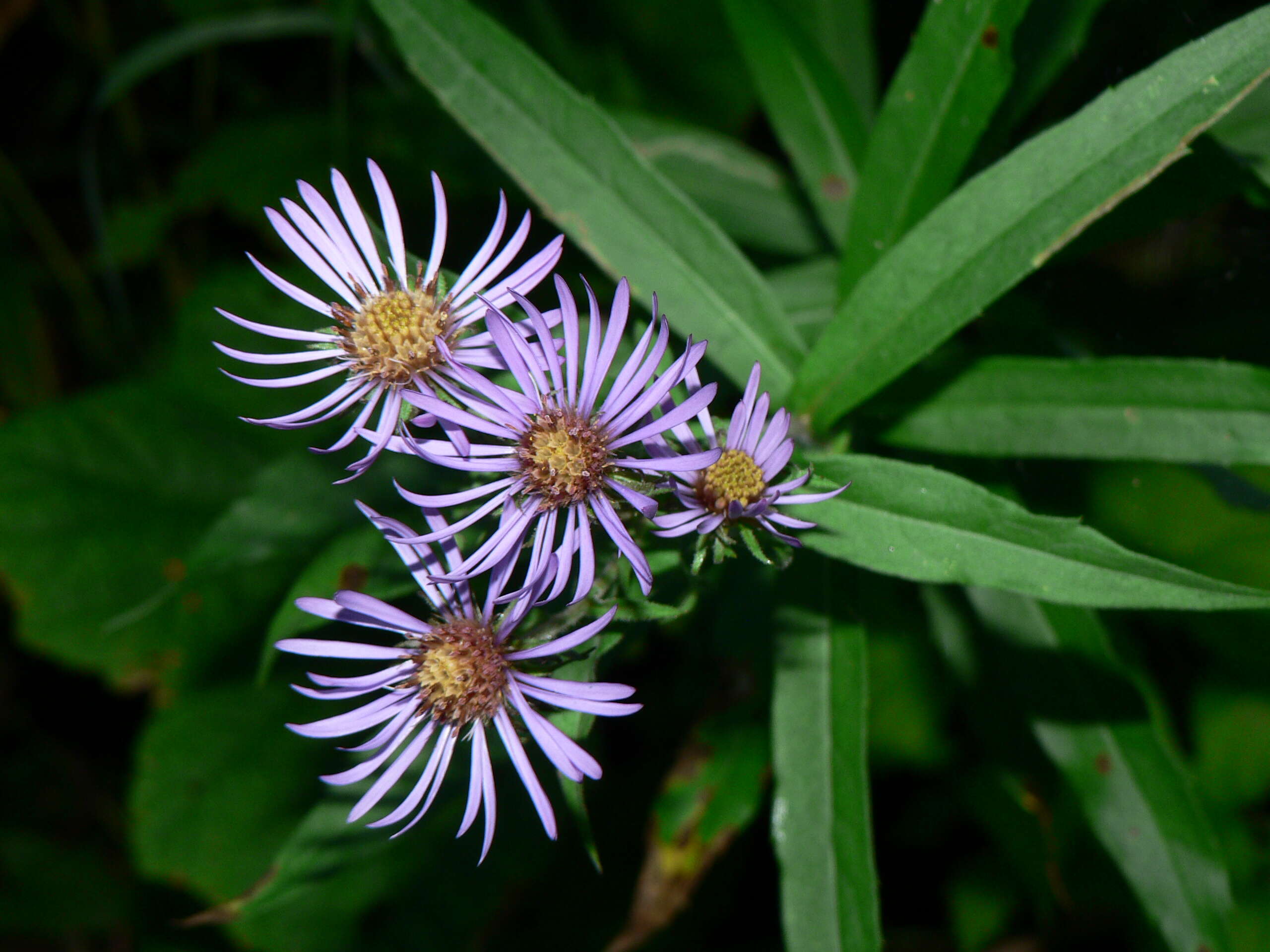 Image of mountain aster