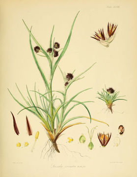 Image of <i>Luzula crinita</i> Hook. fil.