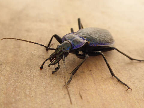 Image of Blue Ground Beetle