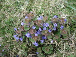 Image of Ground ivy