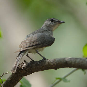 Muscicapa caerulescens (Hartlaub 1865)的圖片