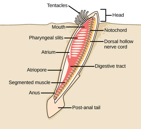 Image of lancelets