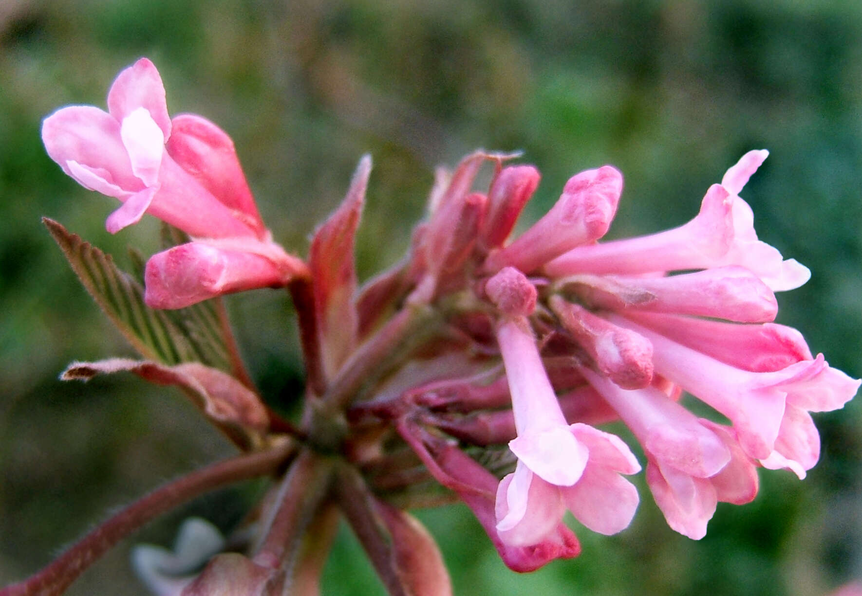 Sivun Viburnum × bodnantense kuva