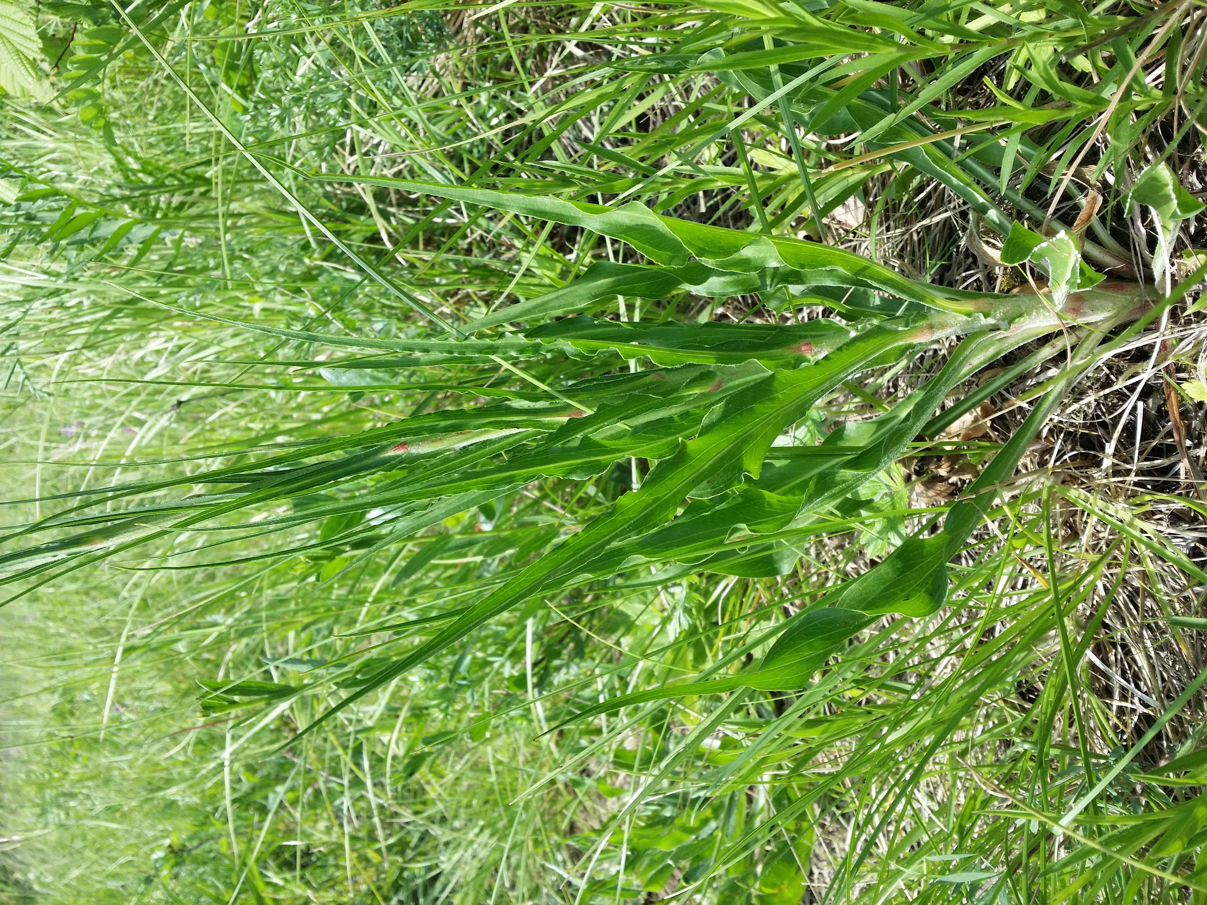 Image of black salsify