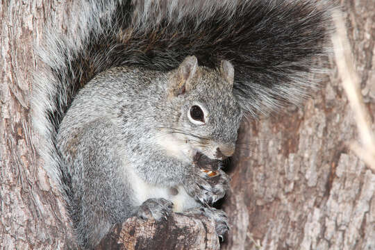 Image of Arizona Gray Squirrel