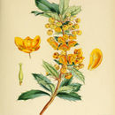 Image of Berberis ilicifolia Forst.