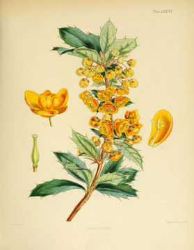 Image of <i>Berberis ilicifolia</i> Forst.