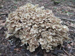 Image of Polyporus umbellatus (Pers.) Fr. 1821