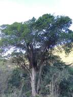 Image of Broom-cluster fig