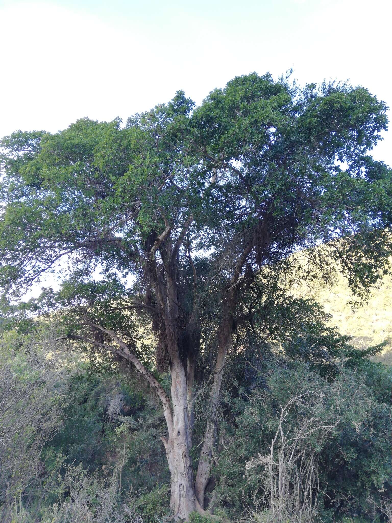 Image of Broom-cluster fig