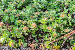 Слика од Teucrium pyrenaicum L.