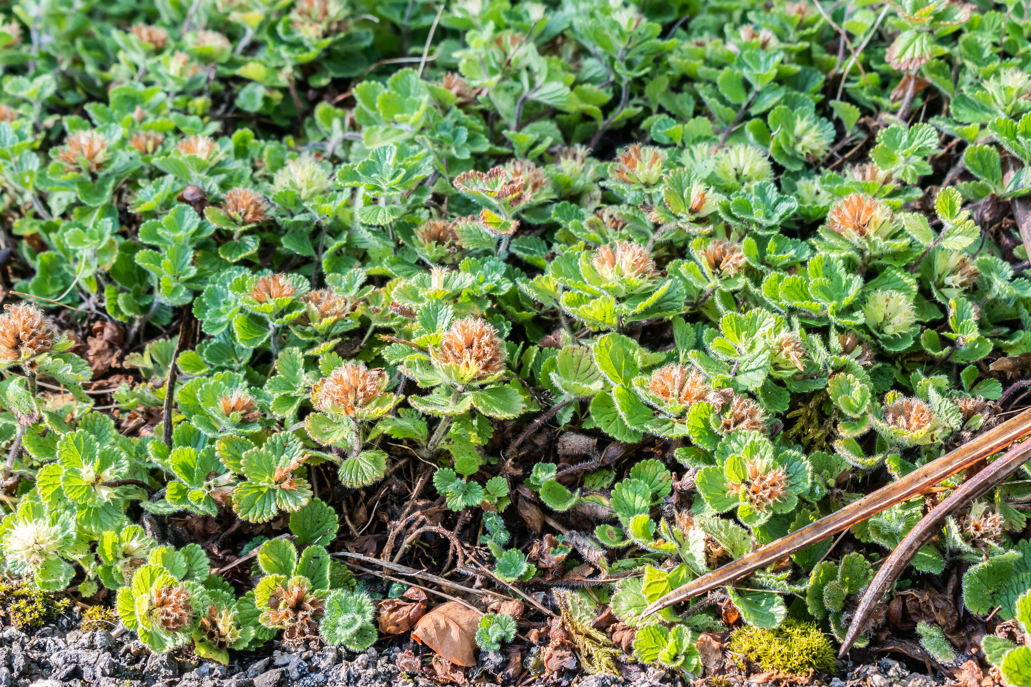 Слика од Teucrium pyrenaicum L.