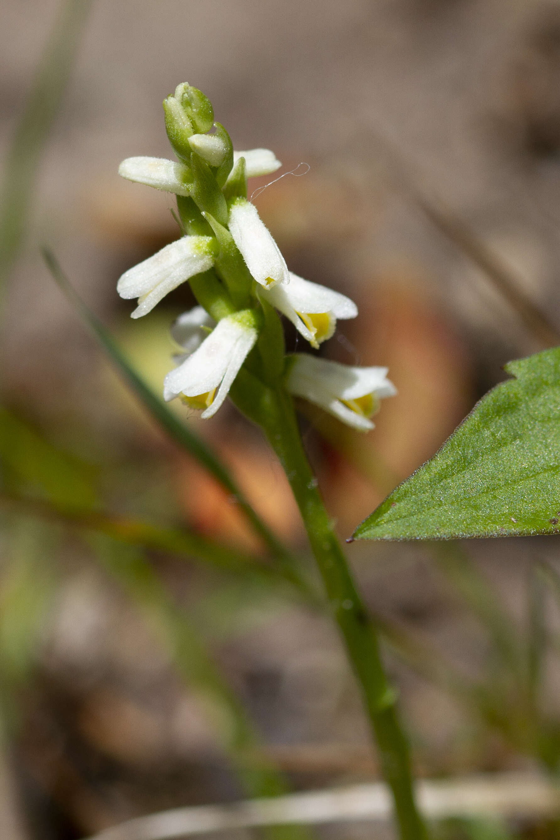 Image of Shining Ladies'-Tresses