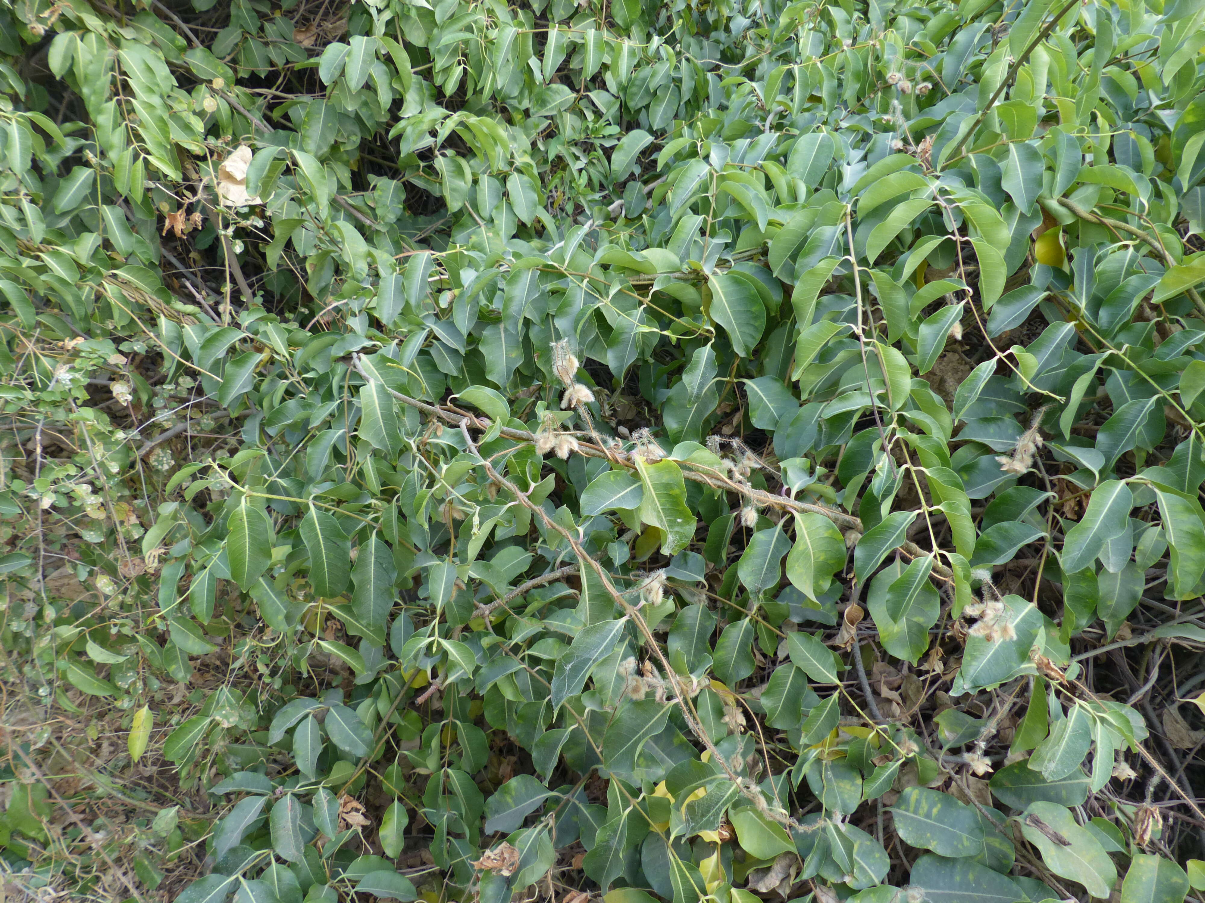 Image of Palay rubbervine