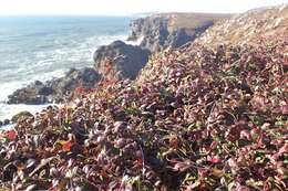 Image of beach strawberry