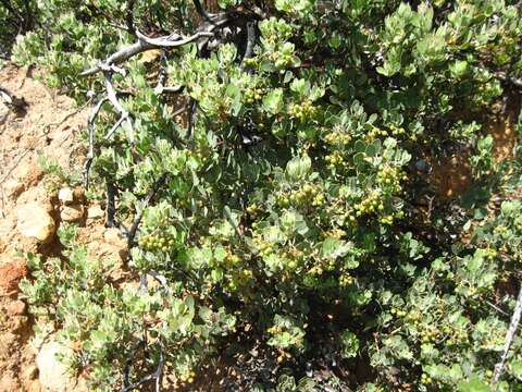 Image of bigberry manzanita