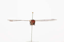 Image of Red Percher Dragonfly