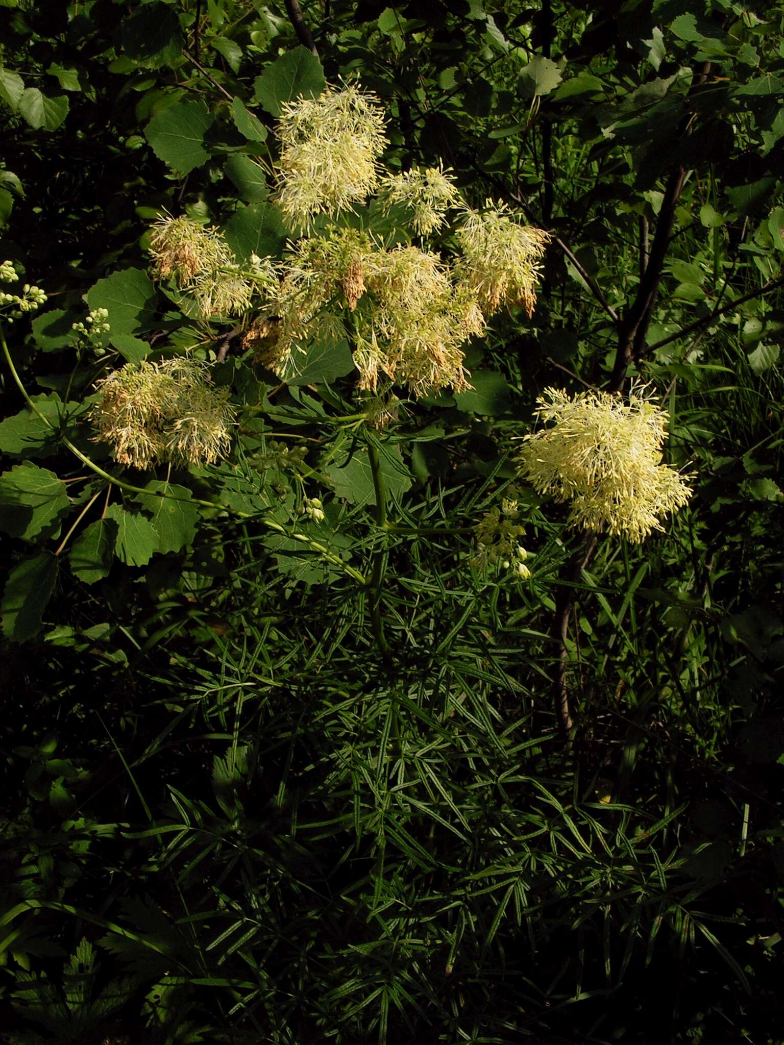 Image de Thalictrum lucidum L.