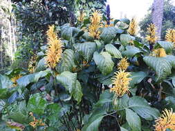 Image of Justicia aurea Schltdl.