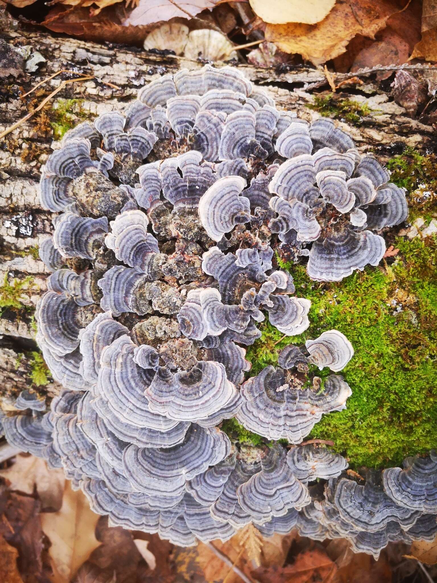 Image of Turkey Tail