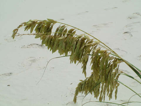 Image of seaoats