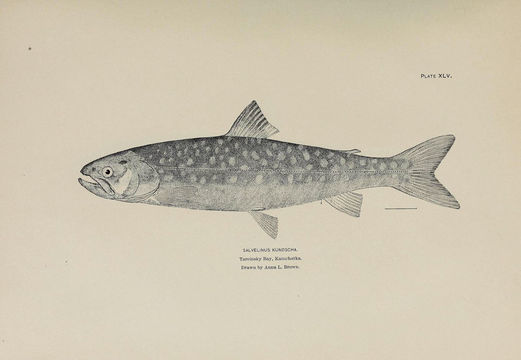 Image of East Siberian char