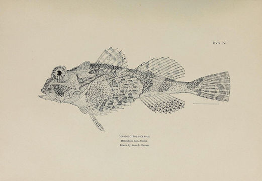 Image of Antlered sculpin
