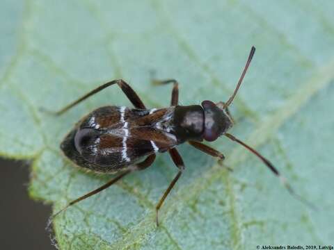 Image of Leaf bug