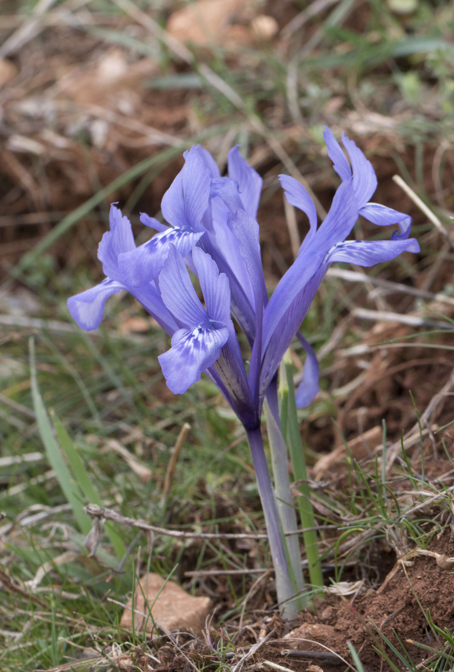 Image of Iris reticulata M. Bieb.