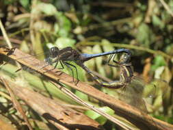 Image of blue marsh hawk