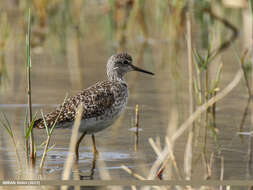 Image of Wood Sandpiper