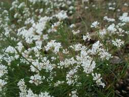 Image of squinancywort