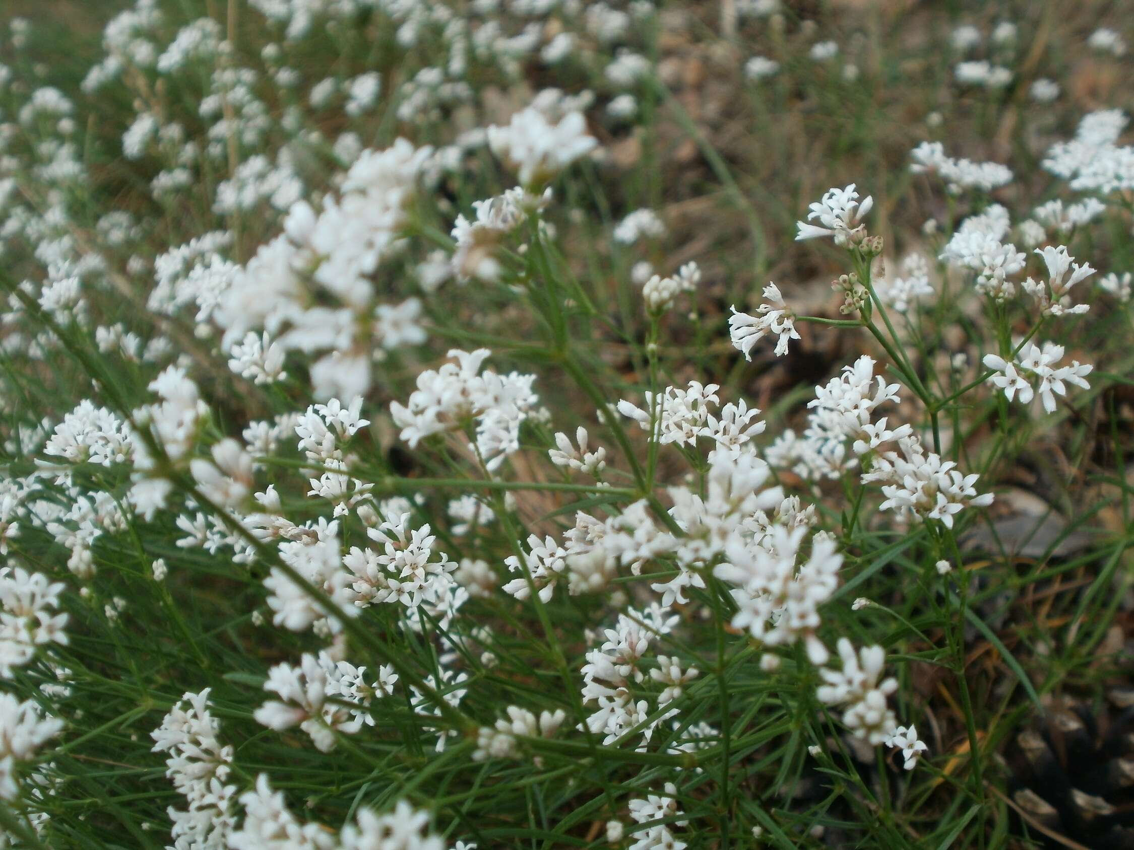 Image of squinancywort