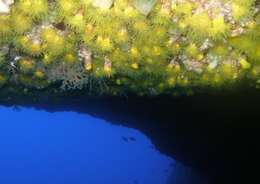 Image of Sunset cup coral