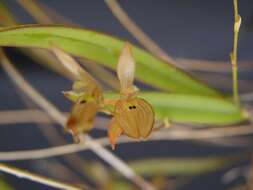 Image of Acianthera octophrys (Rchb. fil.) Pridgeon & M. W. Chase