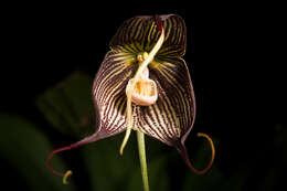 Image of Orchid