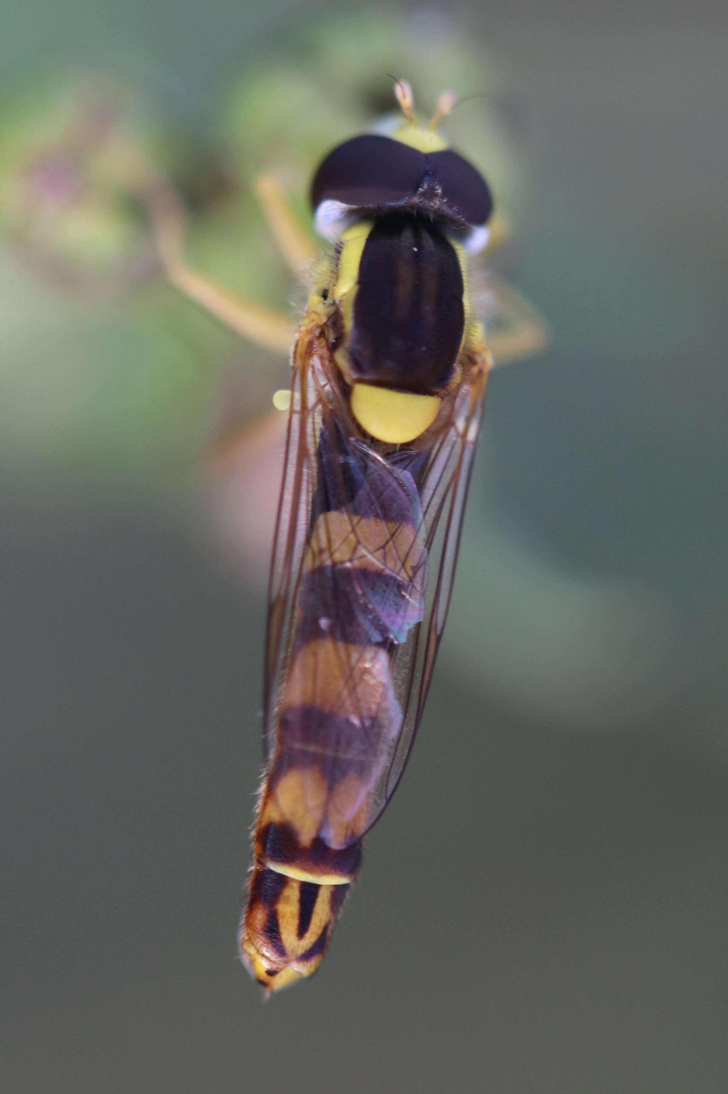 Sphaerophoria scripta (Linnaeus 1758) resmi