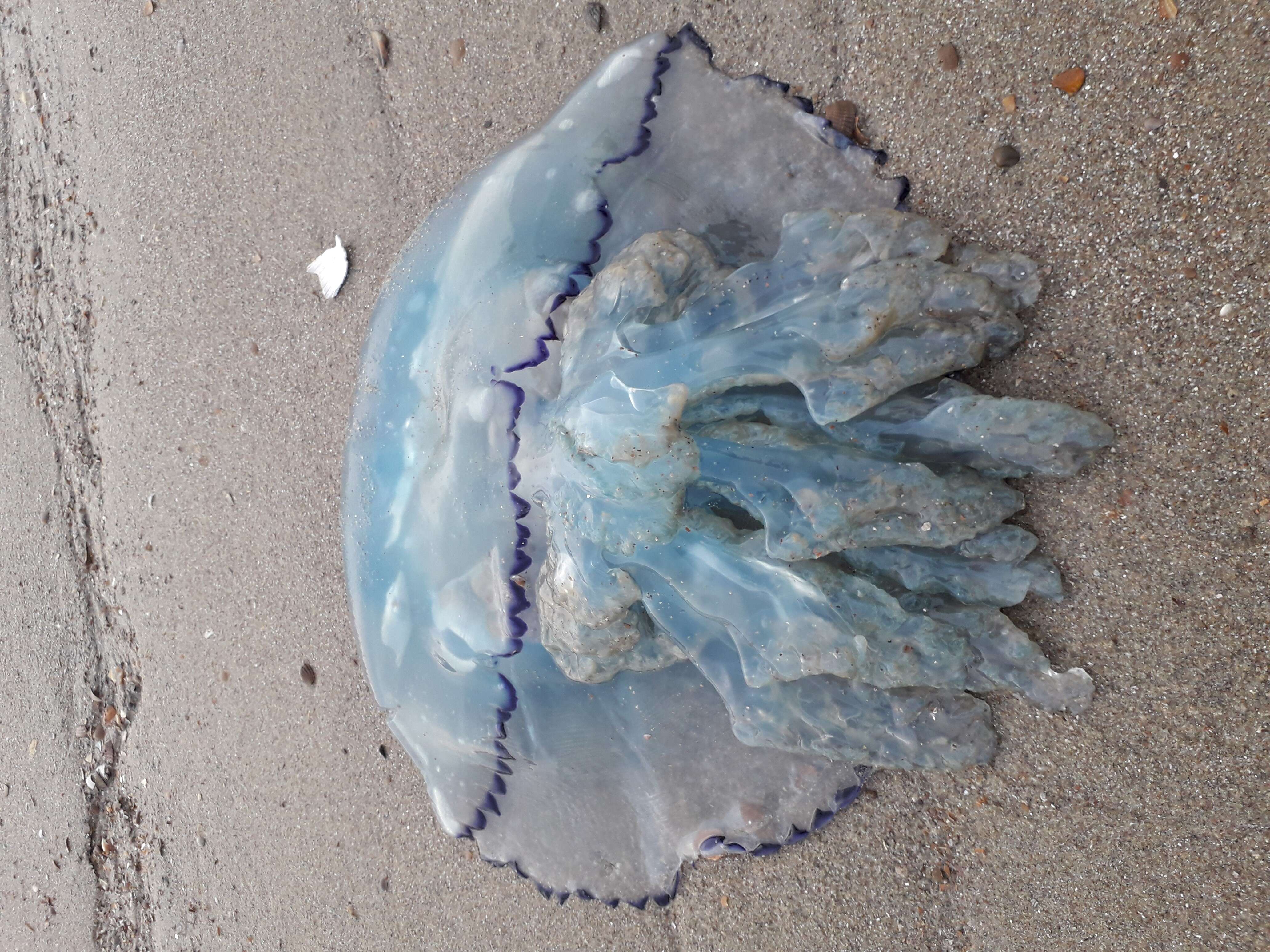 Image of barrel jellyfish